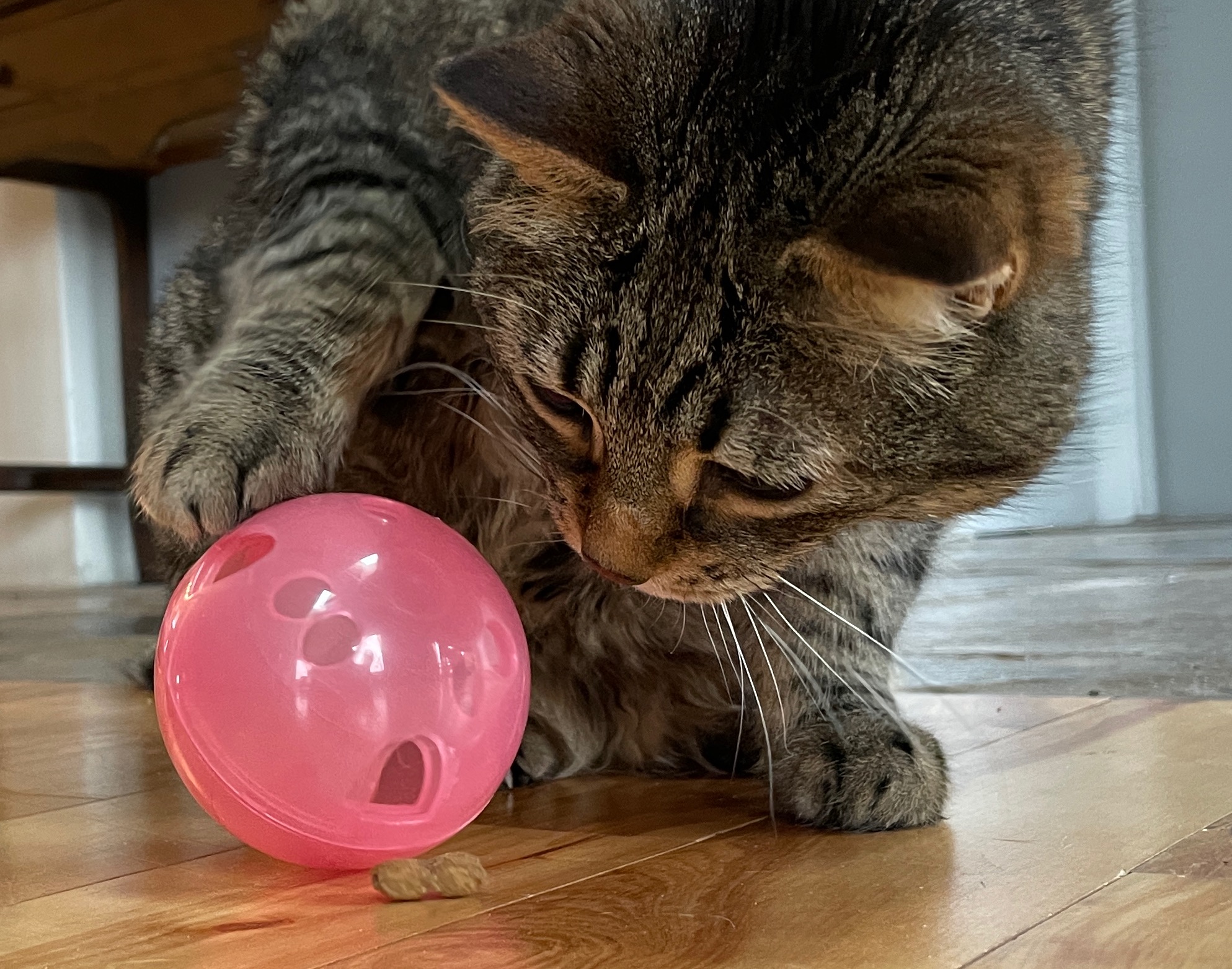 PetSafe Cat Fishbowl Feeder Toy