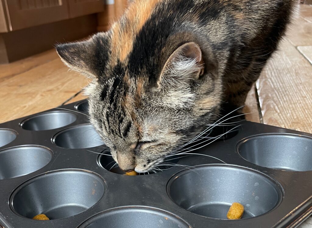 Wet Food Puzzles - Food Puzzles for Cats