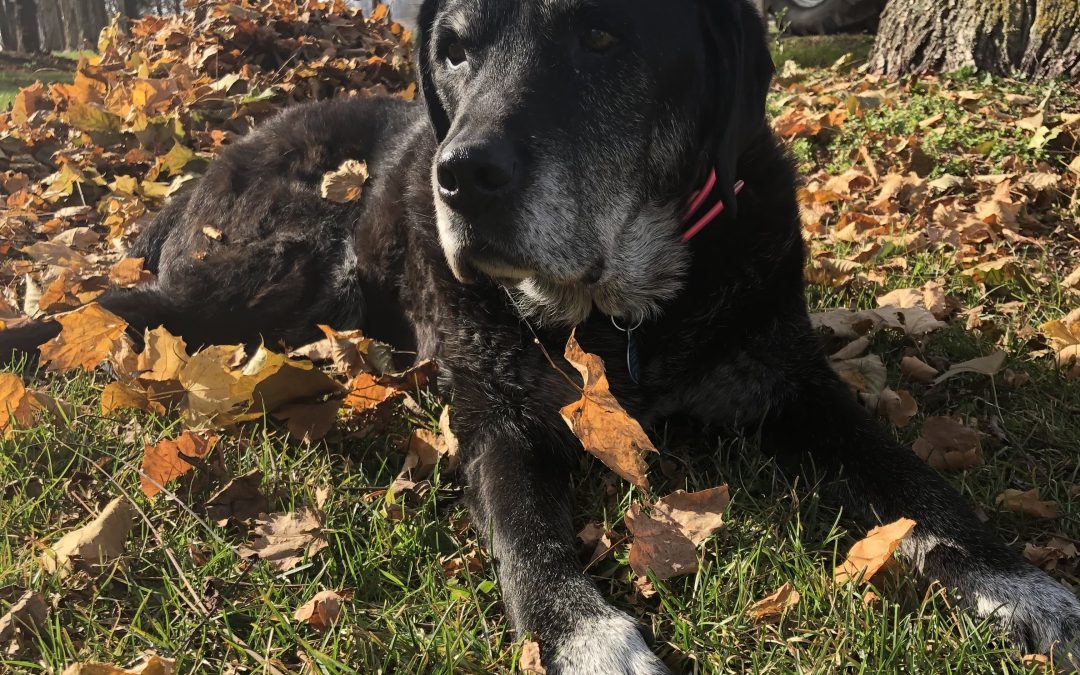 Peaceful Passing: Senior Pet Nutrition